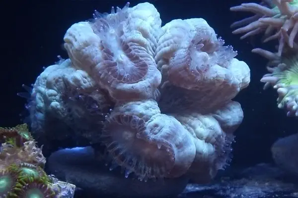 Coral with feeding tentacles extended