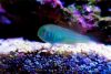 Clown goby