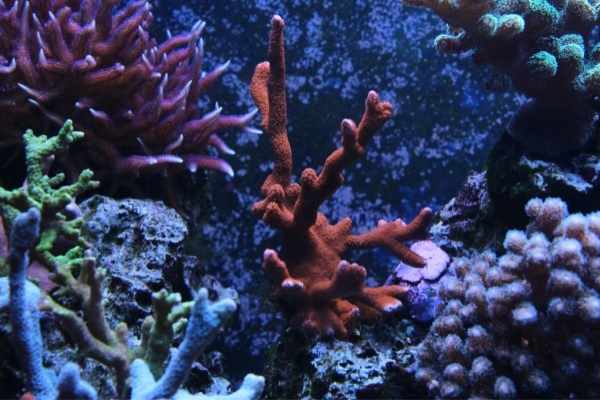 SPS Aquarium Coral
