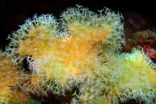 Yellow soft aquarium coral