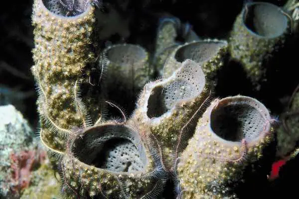 Tiny brittle starfish often live in sponges