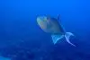Niger triggerfish