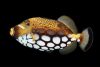 Clown Triggerfish Care: Balistoides conspicillum