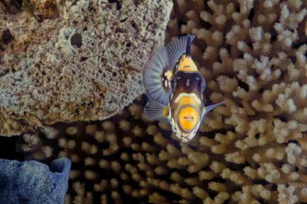 Clown triggerfish are flattened, making it easy to wedge into crevices