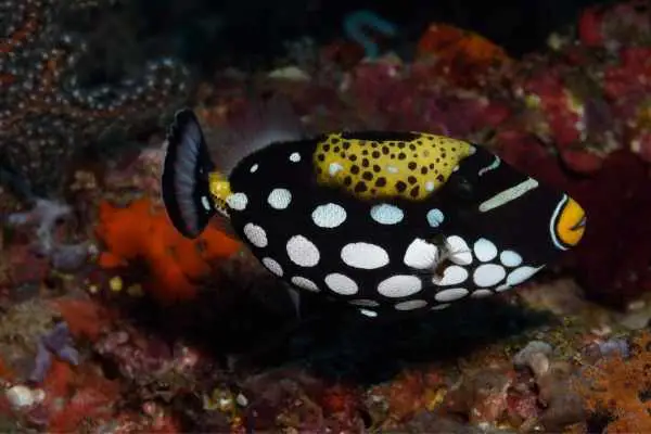 Clown triggerfish are easily recognizable
