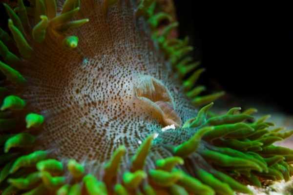 Rock flower anemones work well in any aquarium setting