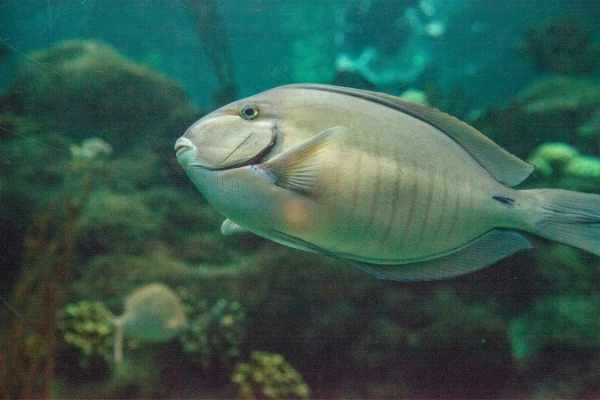 Doctorfish with paler shades