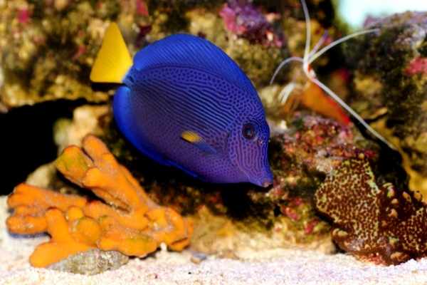 Your purple tang will need some live rock in which to sleep