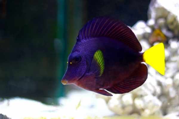 Purple tangs are easy to recognize