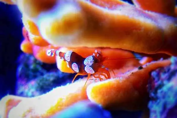 If not fed properly, sexy shrimp may graze on coral polyps