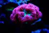 Blastomussa coral