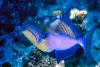 Queen Triggerfish Care Guide: Balistes vetula