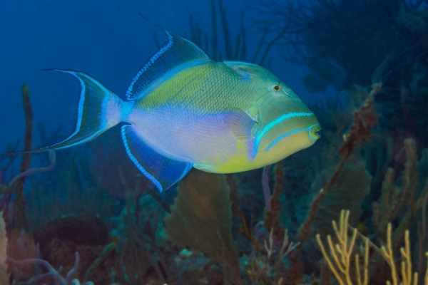 Female queen triggerfish have shorter filaments and more subdued coloring