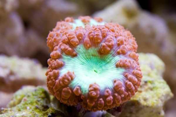 Blastomussa corals develop in individal tubes