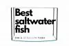 Best saltwater fish for a 10-gallon tank