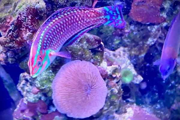 Christmas wrasses have a "ladder" pattern of green and red scales
