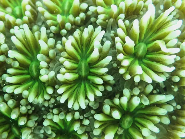 Galaxea corals frequently come in green