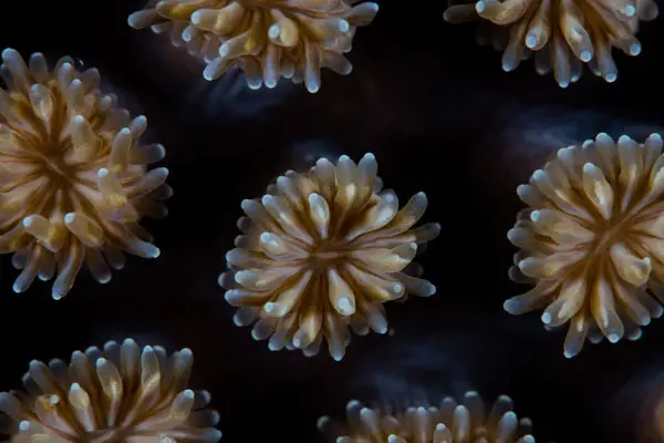 Close-up of galaxea coral polyps