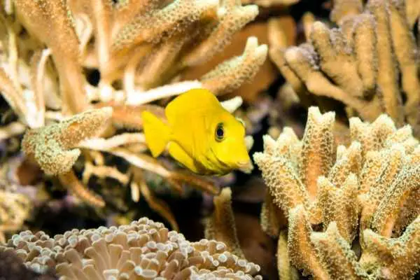 Juvenile mimic tangs imitate the pygmy angelfish they school with