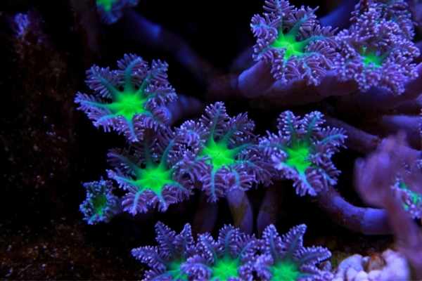 Courtesy of the zooxanthellae, clove polyps don't require supplemental feeding