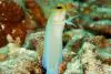 Yellowhead Jawfish Care Guide: Opistognathus aurifrons