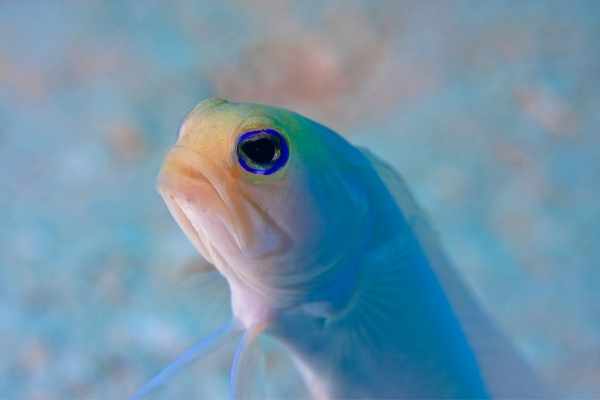 Yellowhead jawfish have distinctive yellow faces