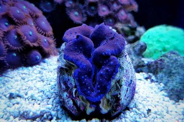 Maxima clams come in various color options