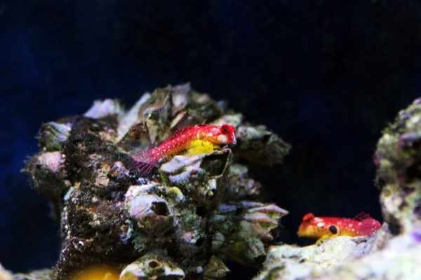 You can keep more than one ruby red dragonet in a tank