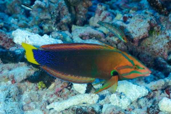 Male red coris wrasses sport a bar of color behind the gills