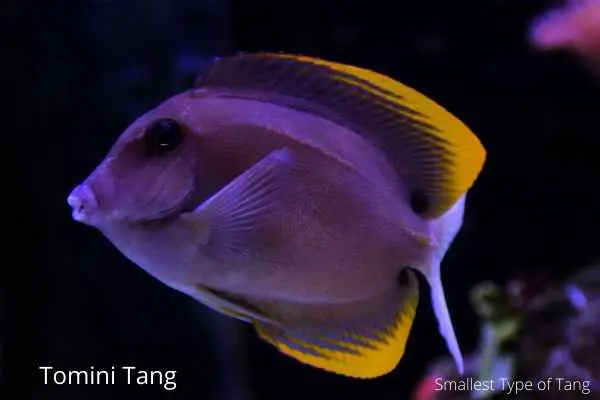 Tomini tang is a bristle tooth tang and also the smallest