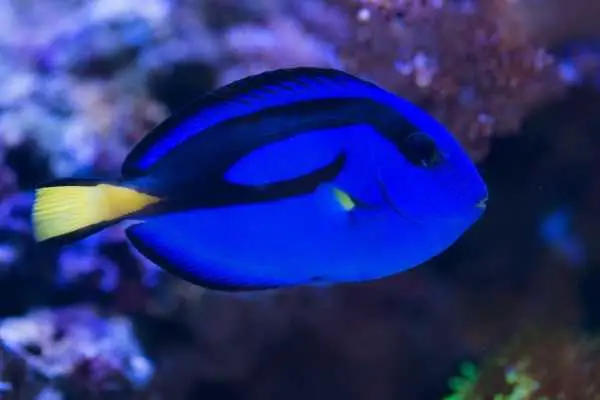 Regal blue tang in reef aquarium