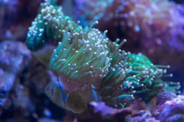 Torch coral