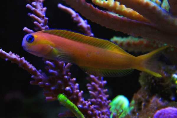 Midas blenny with SPS corals in background