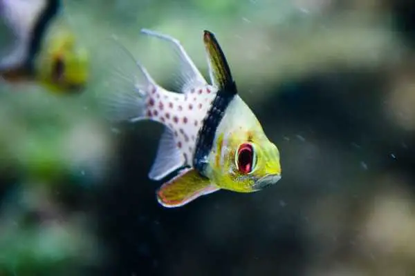 Pajama cardinalfish in saltwater tank