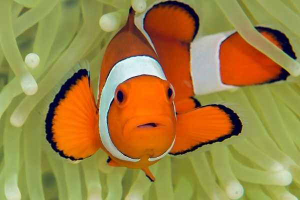 Colorful ocellaris clownfish