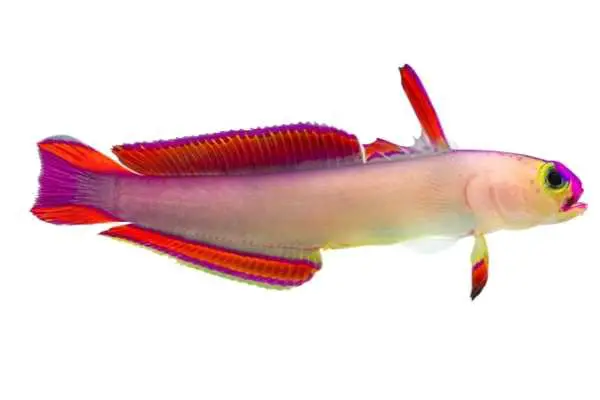 Purple firefish showing off coloration