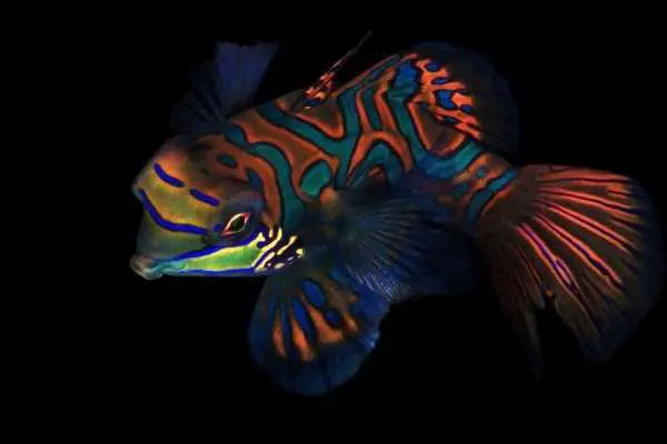 Mandarinfish goby