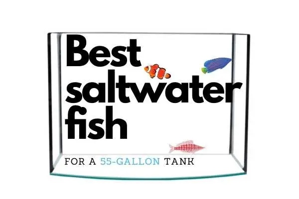 Best saltwater fish for a 55-gallon tank