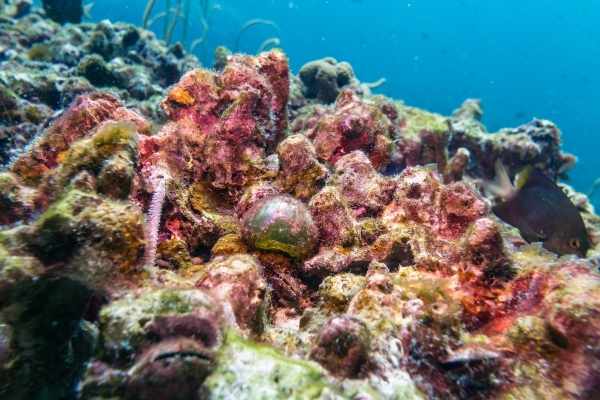 Bubble algae species are found throughout the ocean