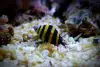 Bumblebee Snail Care Guide: Engina mendicaria