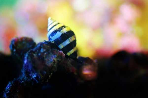 Bumblebee snail shells have black and yellow stripes