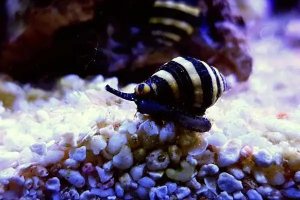 Bumblebee snails use their proboscis to search for food