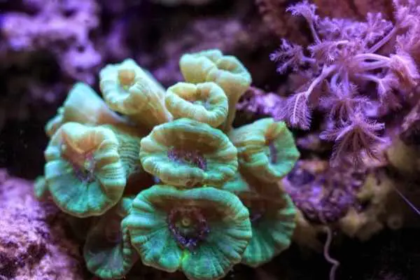 While growing, Caulastrea corals may look similar to pineapple sponges