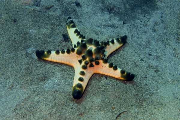 Chocolate chip starfish is not reef safe