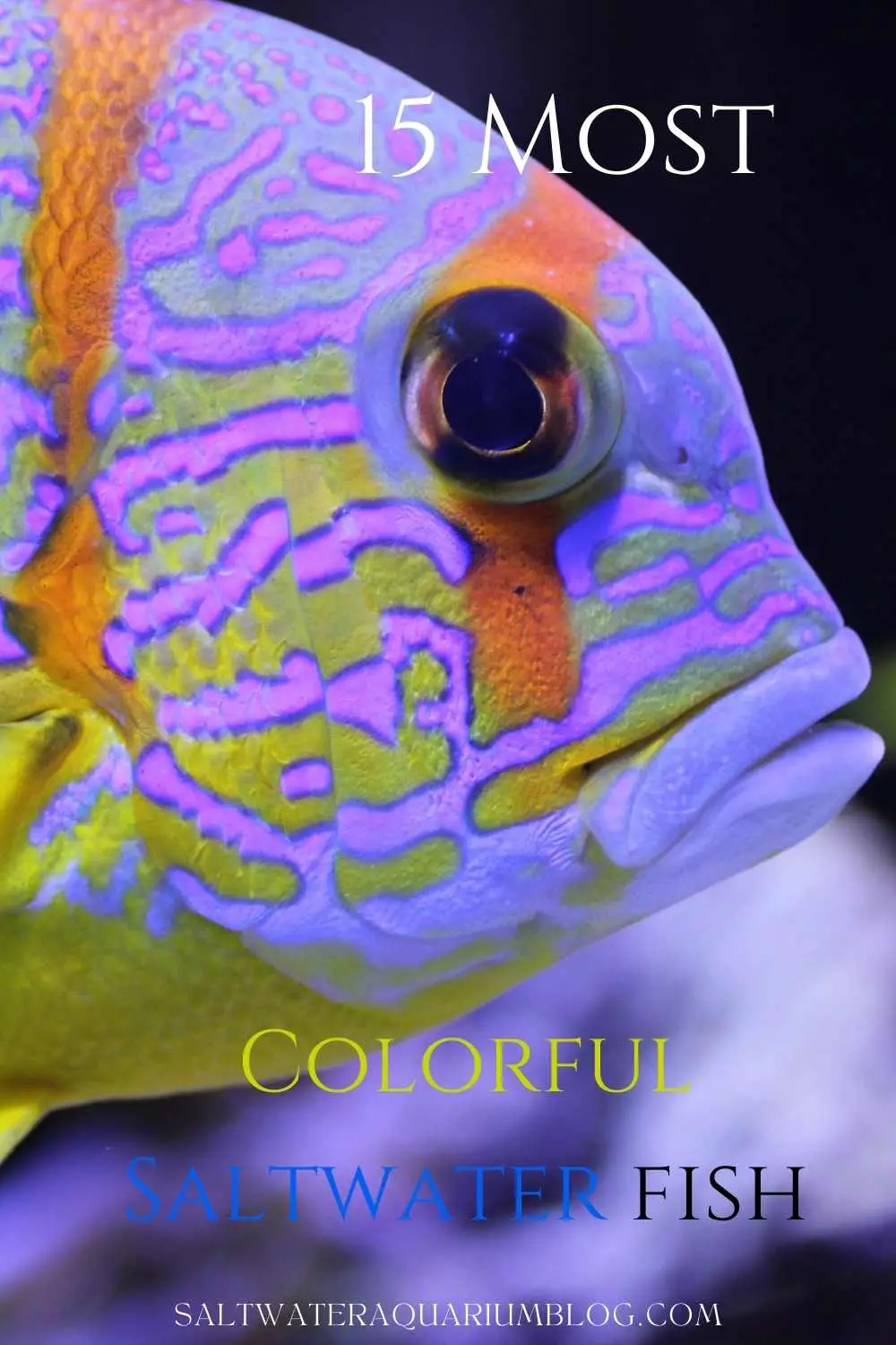 15 Most Colorful Saltwater Fish