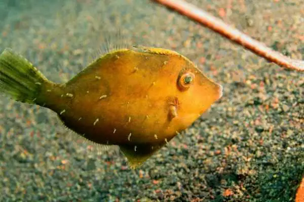 Filefish are the best "housekeeping" solution for majano anemones