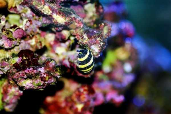 Bumblebee snails forage on live rocks and the sand
