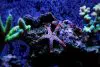 Reef safe starfish