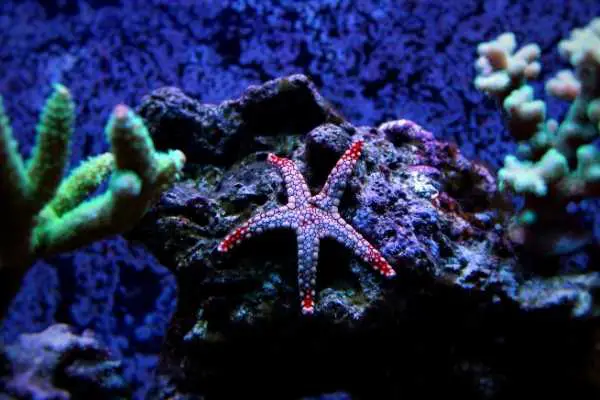 Fromia starfish species on live rock with SPS in a reef tank