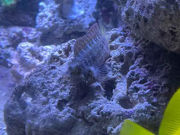 Lawnmower blenny on rock with yellow tang
